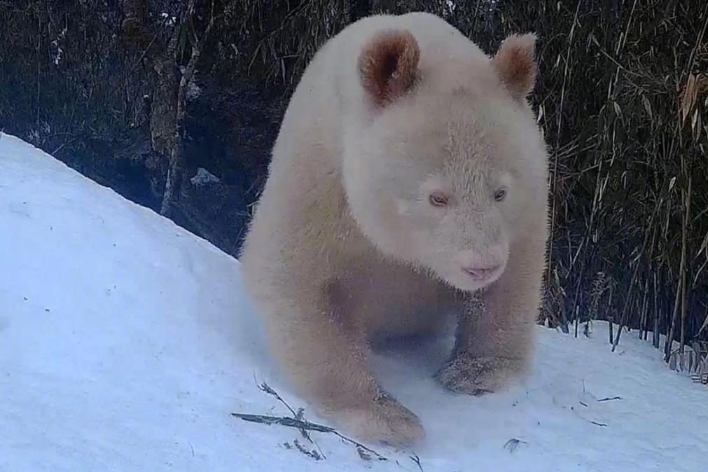 Único panda albino do mundo avistado em reserva natural [vídeo]