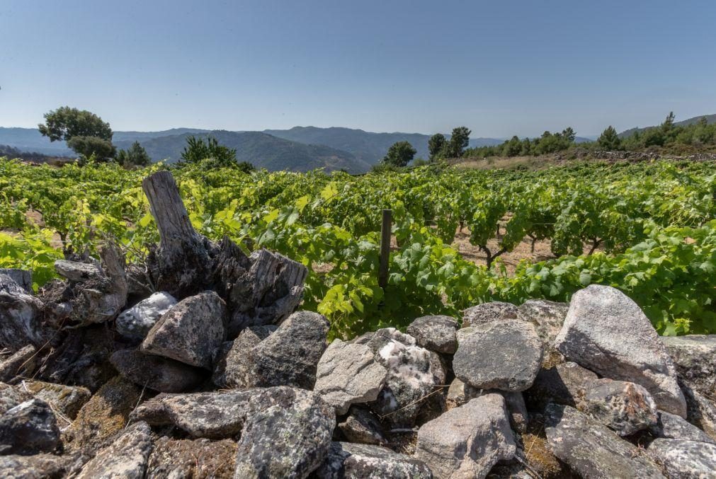 Mau tempo afetou cerca de 1.300 hectares de vinha em Alijó e Murça na terça-feira