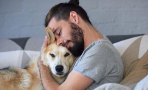Saiba por que nunca deve abraçar o seu cão