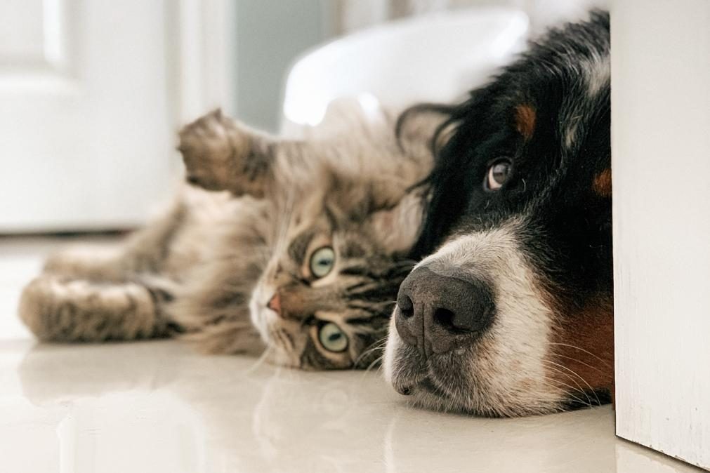 Gatos ou cães, qual o animal que as famílias mais escolhem para ter em casa?