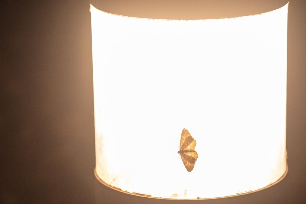 Por que são atraídos os insetos pelas luzes artificiais?