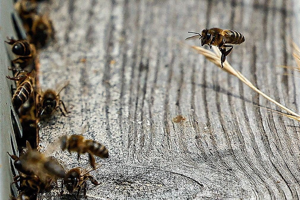 Apicultores do Alentejo estimam quebras na produção de mel e lamentam falta de apoios