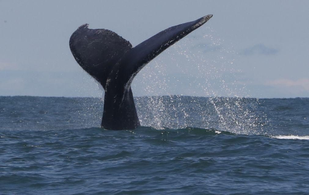 Islândia suspende caça à baleia em nome do bem-estar animal