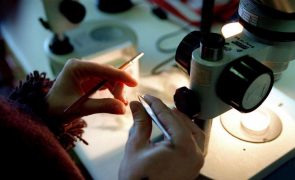 Projeto educativo português Native Scientists vence prémio Novo Bauhaus Europeu