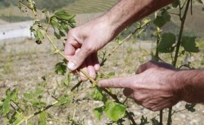 Bruxelas adota medidas para ajudar produtores de vinho, nomeadamente em Portugal