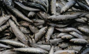Pescadores de Matosinhos dão ao mar 20 toneladas de sardinha em véspera de S. João