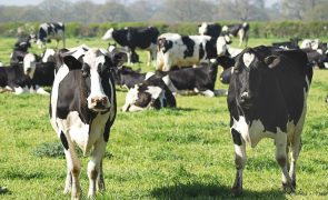 Quanta água é necessária para fazer um bife de vaca