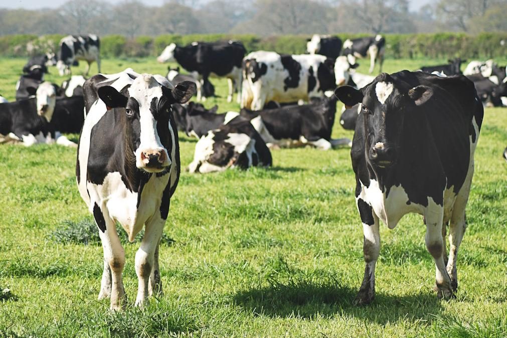 Quanta água é necessária para fazer um bife de vaca