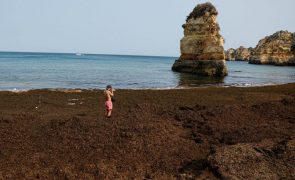 Alga asiática invade praias do Algarve e traz preocupações ao turismo