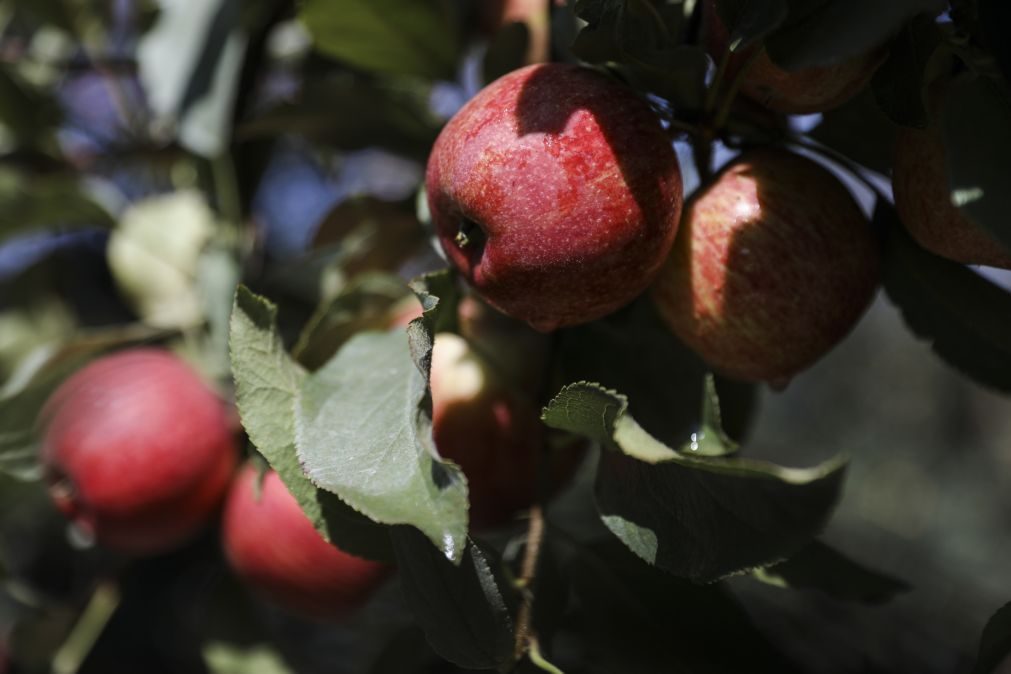 Associação estima exportar 15 milhões de quilos de maçã de Alcobaça na próxima campanha