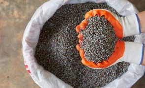 Japão usa fertilizante de fezes humanas para agricultura mais barata