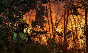 Mais de 20 concelhos de quatro distritos em perigo máximo de incêndio