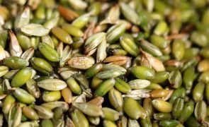 FAO inicia distribuição de emergência de sementes a agricultores no Sudão