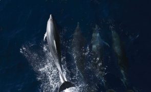 Proibida observação de golfinhos no Sado até 30 de agosto