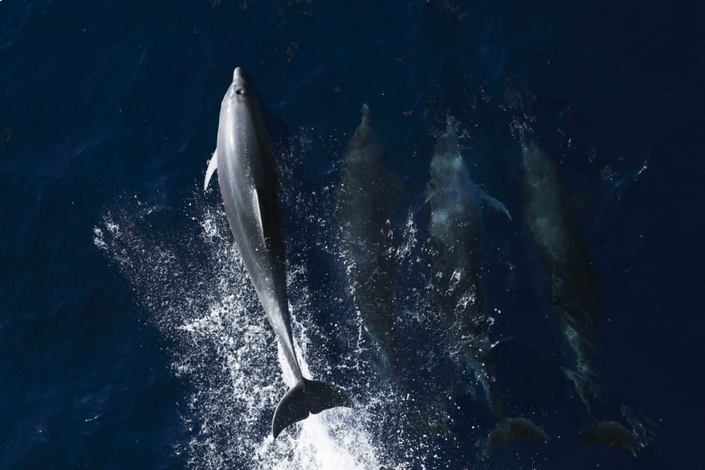 Proibida observação de golfinhos no Sado até 30 de agosto