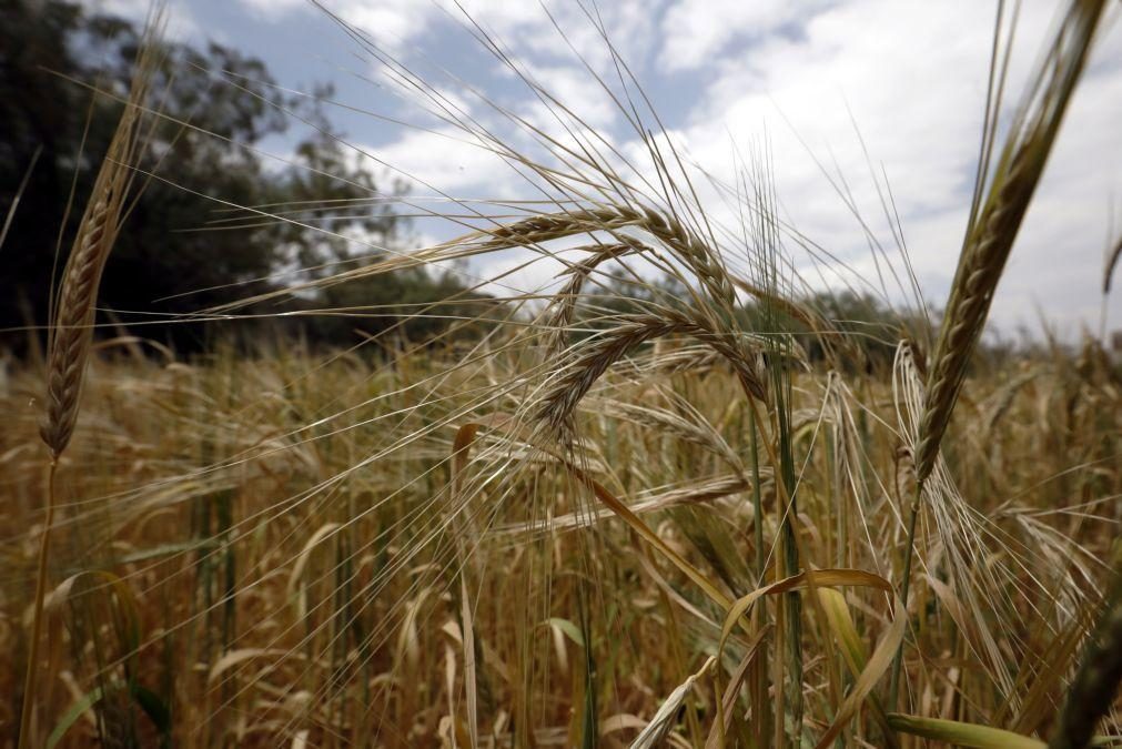 Ucrânia: Pacto para cereais termina hoje com alguma perspetiva de ser renovado