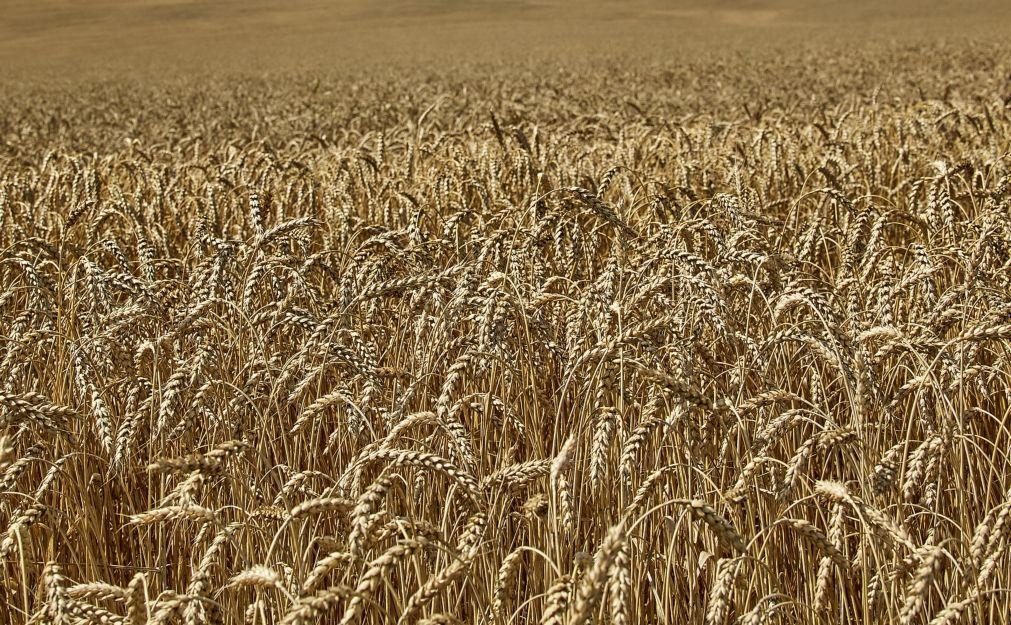 Ucrânia afirma que acordo de cereais continua apesar de suspensão russa