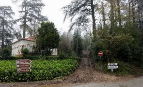 Fontes da Mata do Bussaco recebem um milhão de euros para obras de conservação