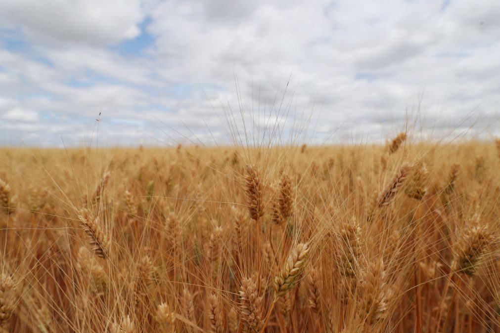 Portugal com pior campanha de sempre nos cereais em 2022 devido à seca e calor