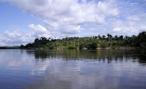 Cientistas confirmam que mangais da Amazónia brasileira permanecem preservados