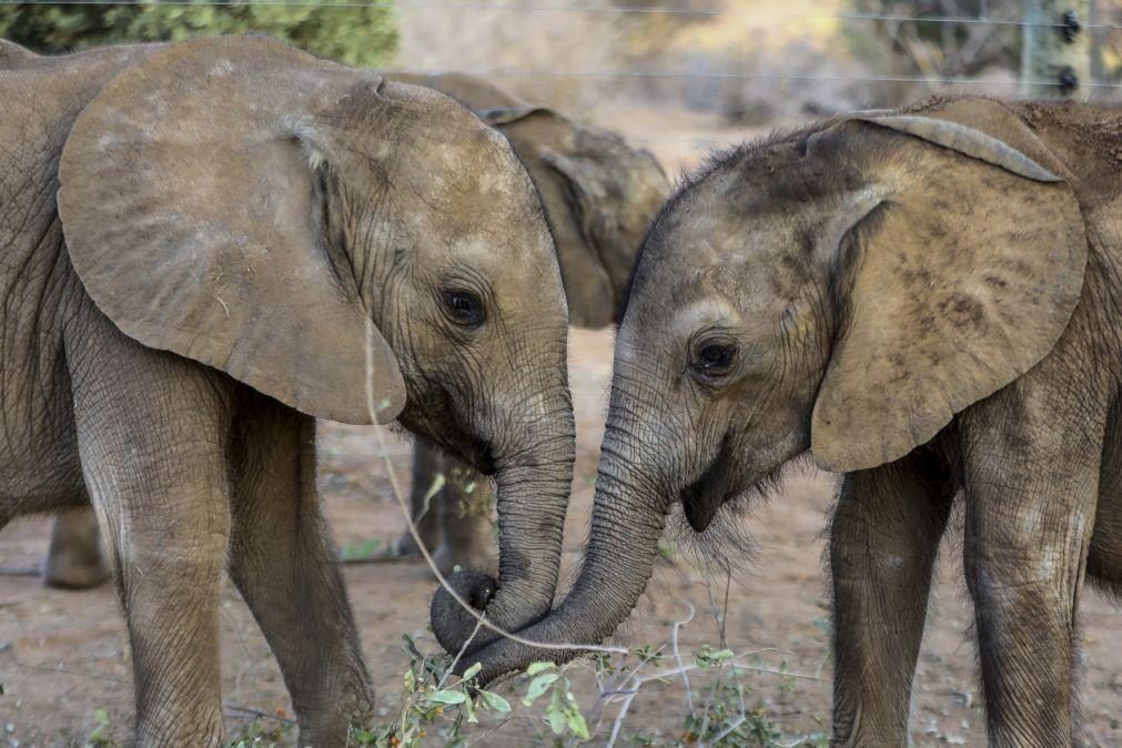 Botsuana oferece 8.000 elefantes a Angola para repovoar parques nacionais