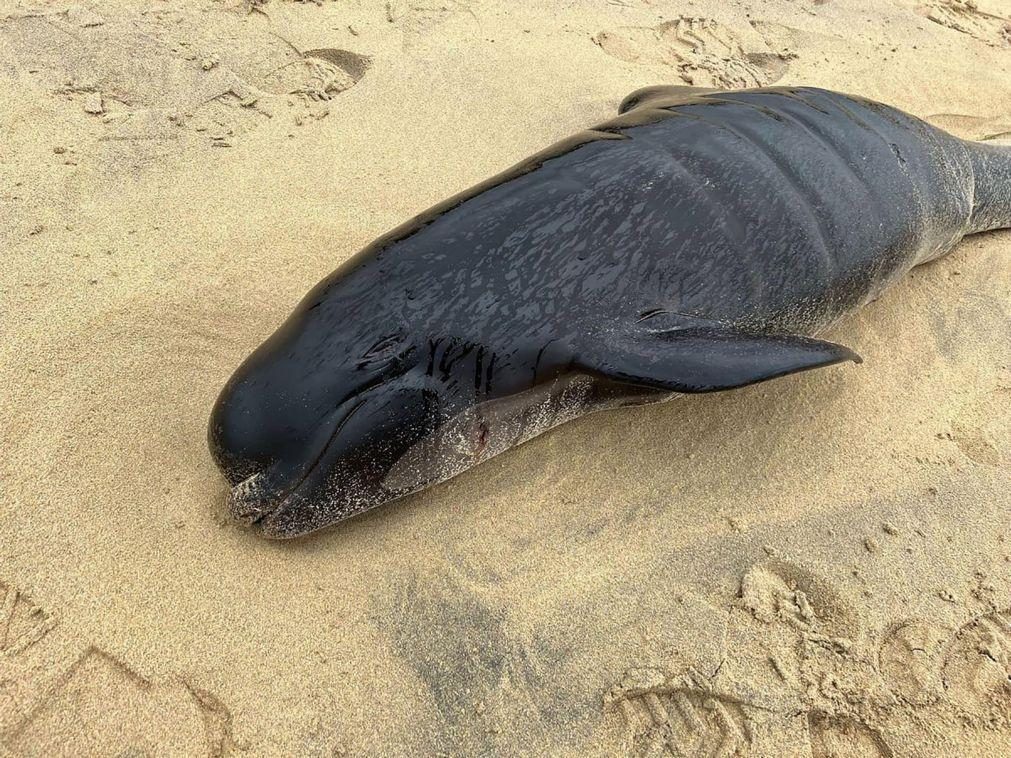 Morrem 51 baleias-piloto depois de encalhar numa praia do sudoeste da Austrália