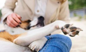 Por que é que os cães se encostam a nós?