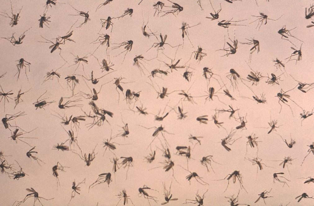 Autoridades não identificaram qualquer mosquito com vírus do Nilo em Portugal este ano