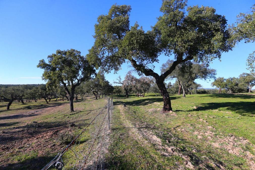 EDP vai compensar abate de sobreiros em Sines com plantação de 42.000 árvores e arbustos