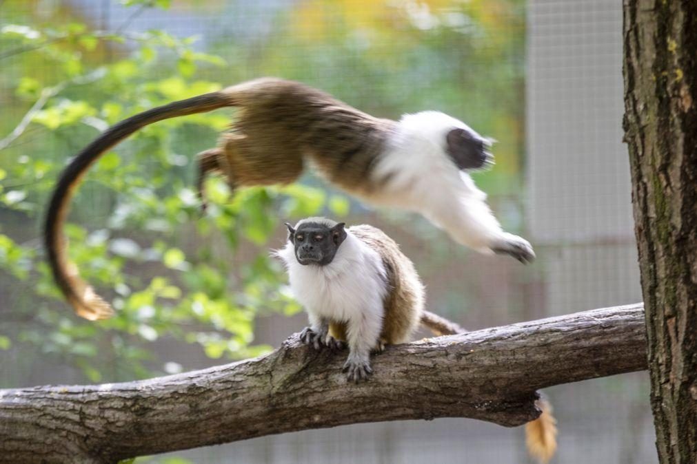Um décimo das espécies animais do Brasil em risco de extinção