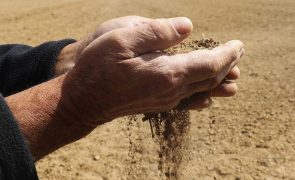 Produção de cereais no Baixo Alentejo teve 