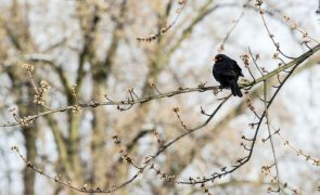 Açores vão controlar excesso de aves protegidas que são praga para agricultura