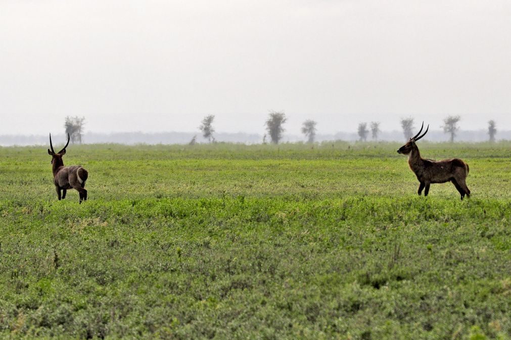 Moçambique debate hoje e sexta-feira relação entre áreas de conservação e turismo