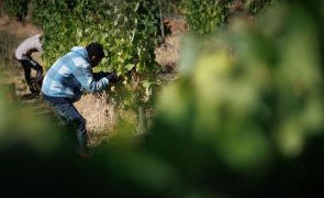 Falta de trabalhadores para a vindima é problema que se agrava no Douro
