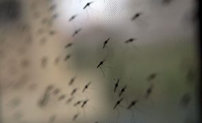 Mortes por malária em Moçambique caem um quarto até junho para 210
