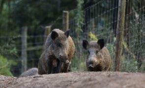 Município de Mondim de Basto lança apoio para agricultores lesados pelos javalis