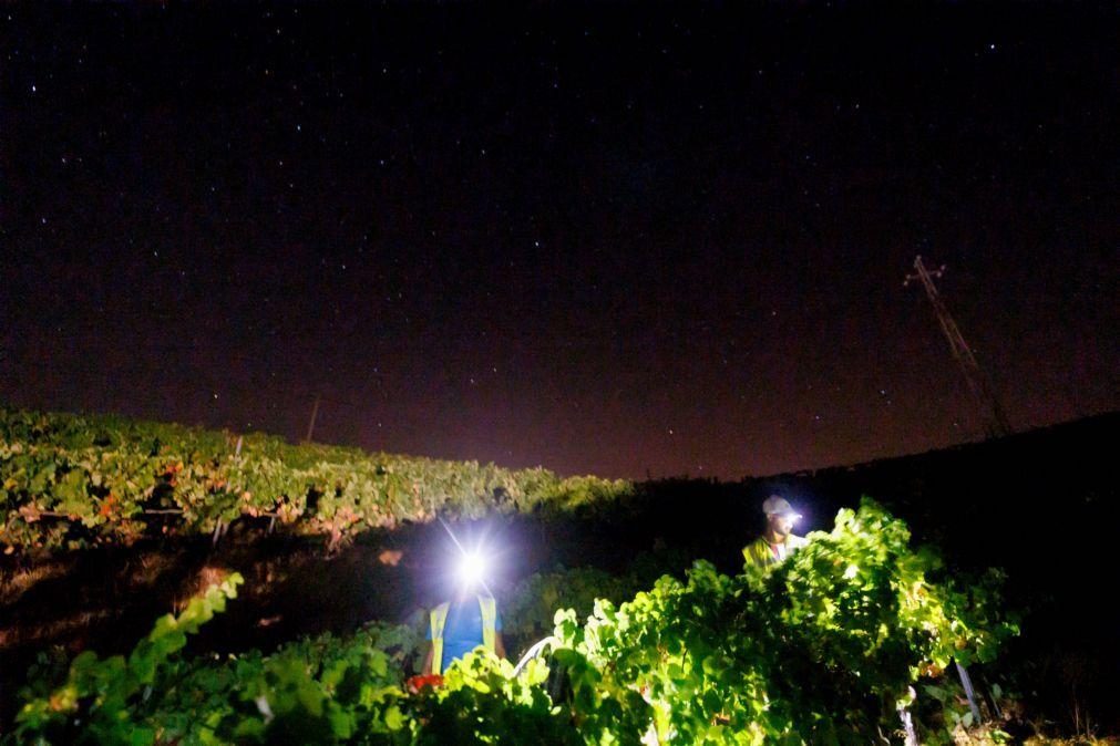 Quinta do Douro opta por vindima noturna para combater calor e poupar energia