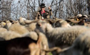 Seca e falta de cereais levam à redução de 50% dos rebanhos do Norte e à extinção de 20%
