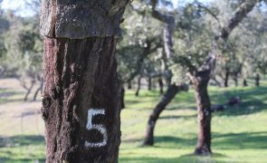 Centenas manifestam-se em Lisboa contra abate de sobreiros em Sines