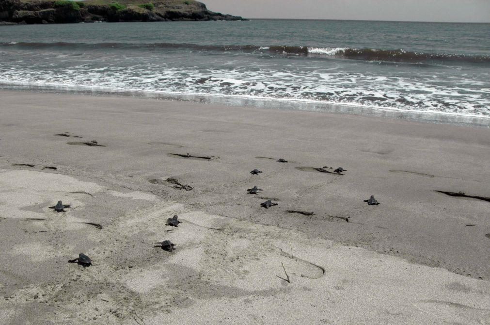Projeto regista um dos melhores anos de desova de tartarugas no Sal, Cabo Verde