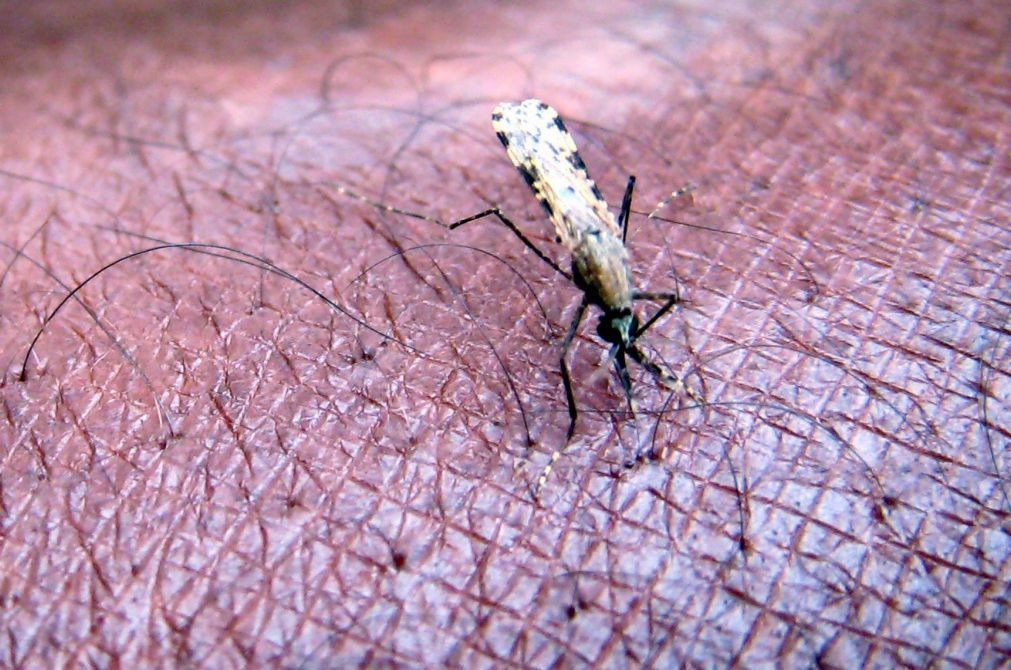 Epidemia de malária «relativamente controlada» em Cabo Verde