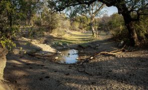 Grandes projetos agravam problemas climáticos em Angola -- engenheiro agrónomo