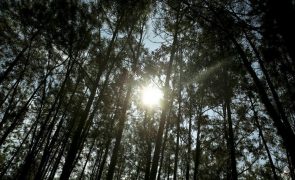 Quercus alerta para possível venda de terrenos públicos à indústria de celulose