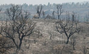 Autarca de Odemira estima prejuízos causados por incêndio em 10 milhões de euros