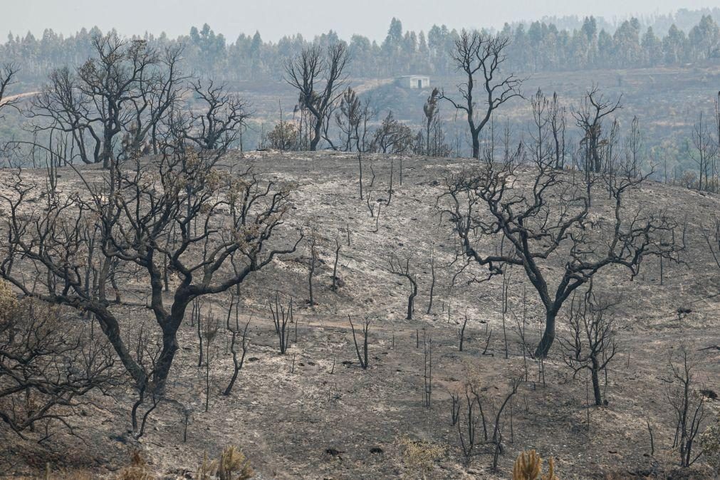 Autarca de Odemira estima prejuízos causados por incêndio em 10 milhões de euros