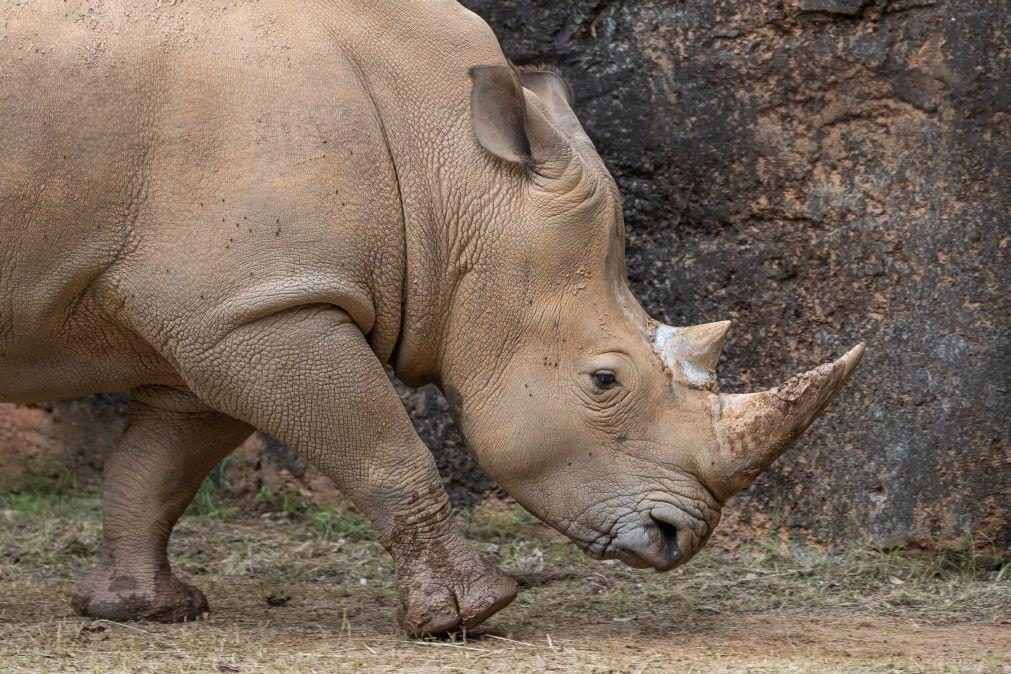 ONG anuncia libertação de mais de 2 mil rinocerontes brancos em 10 anos