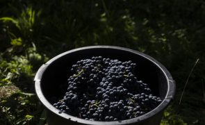 Produção de vinho vai aumentar mas menos do que esperado