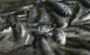 Pesca da sardinha com novos limites a partir de 2.ª feira