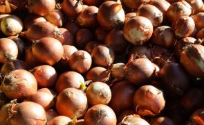 Egito proíbe exportação de cebolas face a escalada de preços