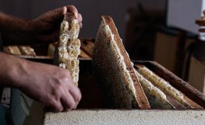 Governo apoia com 25 mil euros apicultores de Aljezur, Monchique e Odemira afetados pelos incêndios